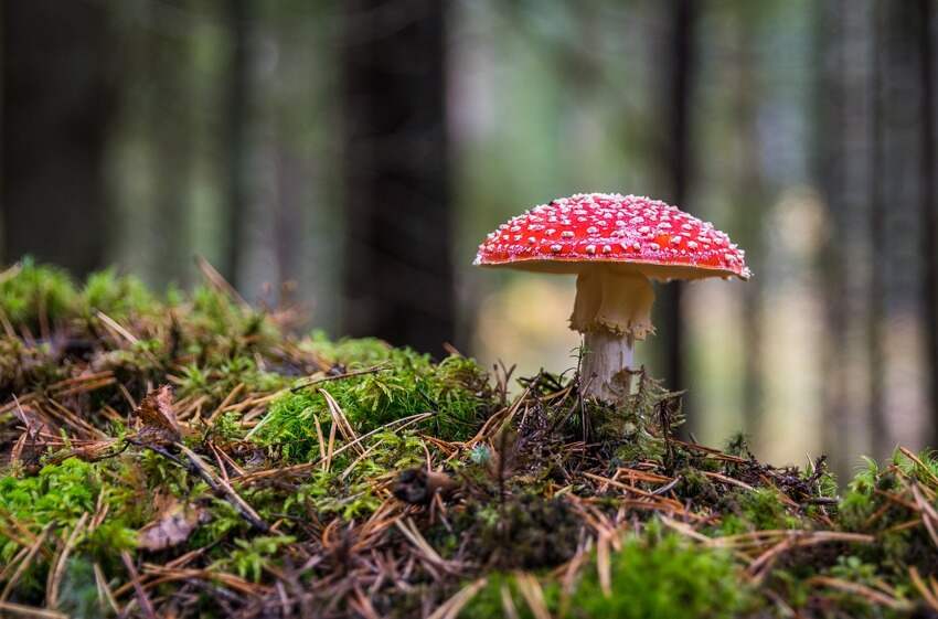 苹果维修预约(苹果手机换电池需要预约吗)