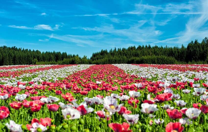 苹果7耳机(苹果7耳机怎样插入安卓手机)