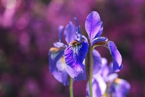 苹果手机乱跳屏怎么办(苹果手机总是乱触屏怎么办)