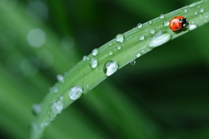 苹果大悦城(天津哪里有苹果专卖店)