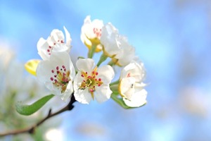 苹果手机最新报价(苹果手机关税是多少)