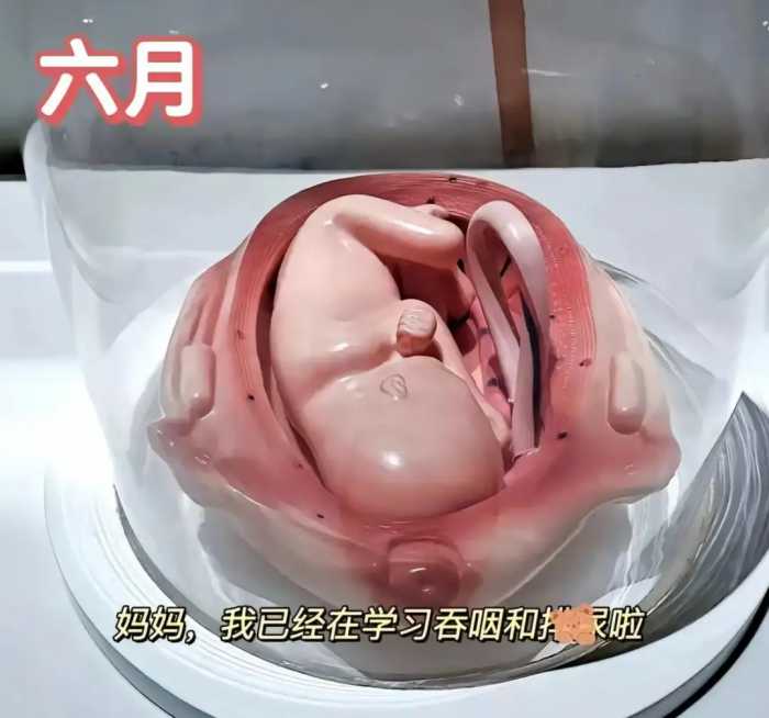 怀胎十月，胎儿是怎么慢慢长大的？一组3D图告诉你生命的神奇