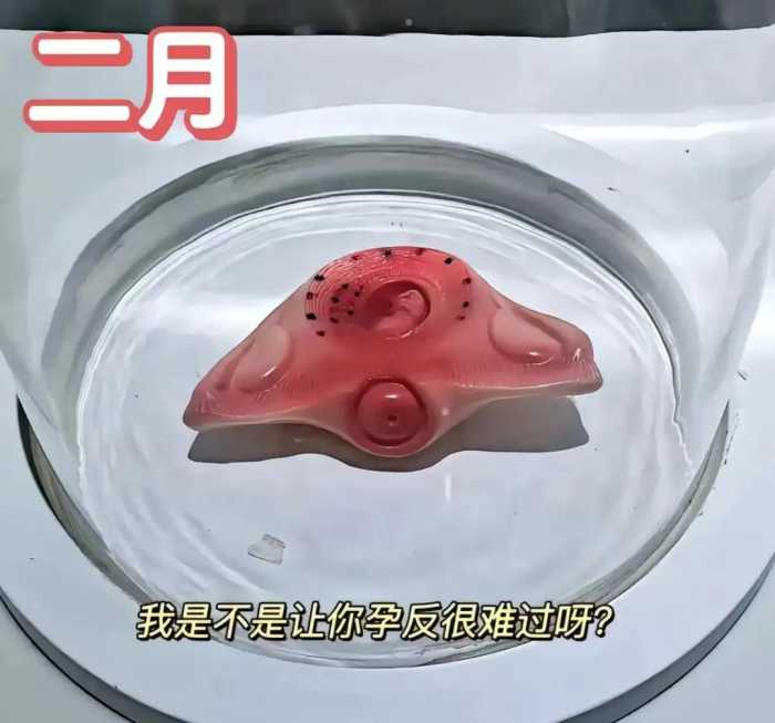 怀胎十月，胎儿是怎么慢慢长大的？一组3D图告诉你生命的神奇