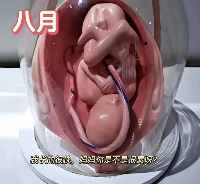 怀胎十月，胎儿是怎么慢慢长大的？一组3D图告诉你生命的神奇