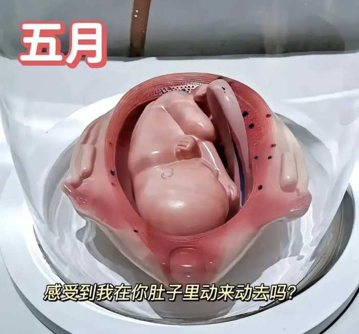 怀胎十月，胎儿是怎么慢慢长大的？一组3D图告诉你生命的神奇