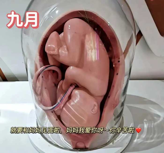 怀胎十月，胎儿是怎么慢慢长大的？一组3D图告诉你生命的神奇