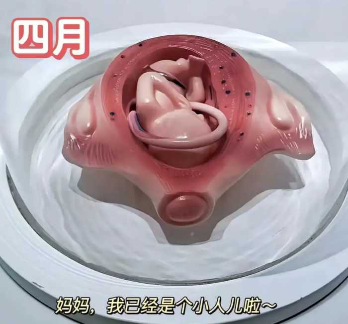 怀胎十月，胎儿是怎么慢慢长大的？一组3D图告诉你生命的神奇