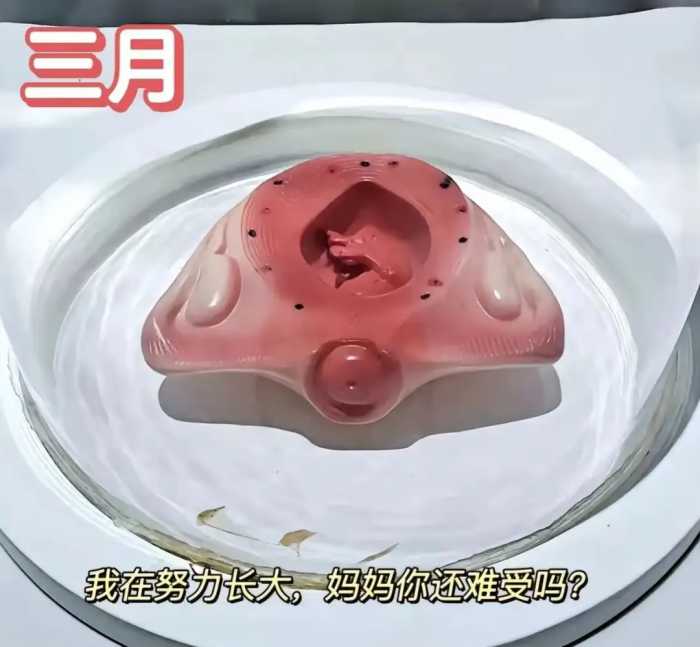 怀胎十月，胎儿是怎么慢慢长大的？一组3D图告诉你生命的神奇