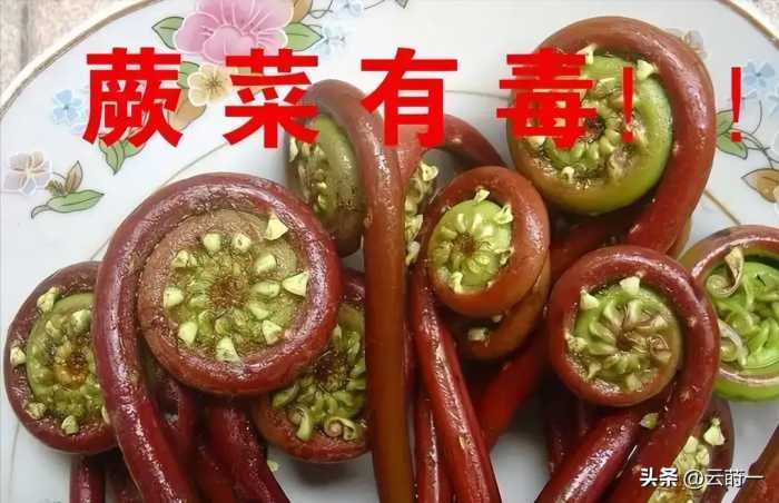 曾是穷人的救命菜，已经食用超过1000年，现在专家却说它有剧毒