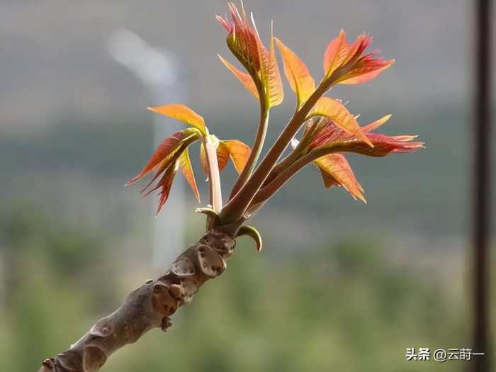 曾是穷人的救命菜，已经食用超过1000年，现在专家却说它有剧毒