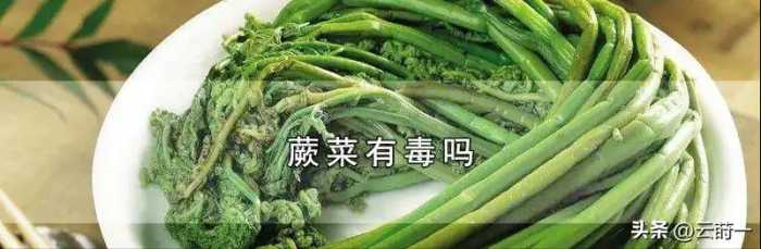 曾是穷人的救命菜，已经食用超过1000年，现在专家却说它有剧毒