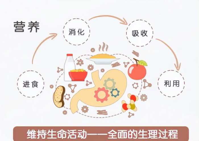 饿一饿能多活20年？科学家发现：饥饿时，细胞会自己“吃掉”自己