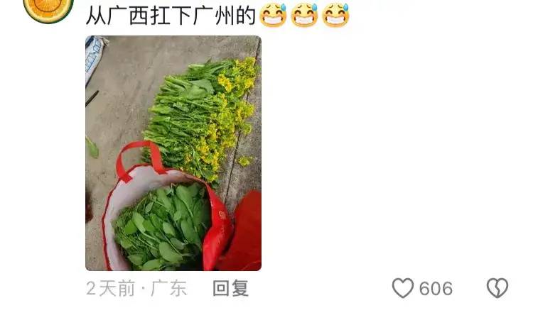 东北人在广西旅游带蔬菜回去引热议！网友：广西的蔬菜甜甜脆脆的