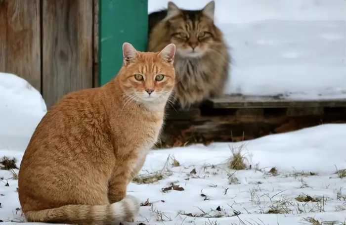 中国人为什么少吃猫肉？原来李时珍已告诉我们答案，古人早就试过