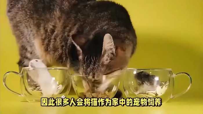 中国人为什么少吃猫肉？原来李时珍已告诉我们答案，古人早就试过