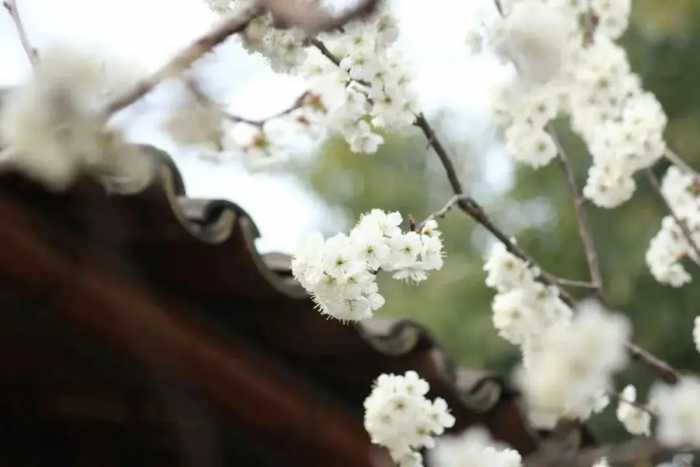 春分 | 肝气最旺15天，废水清了，一身通畅