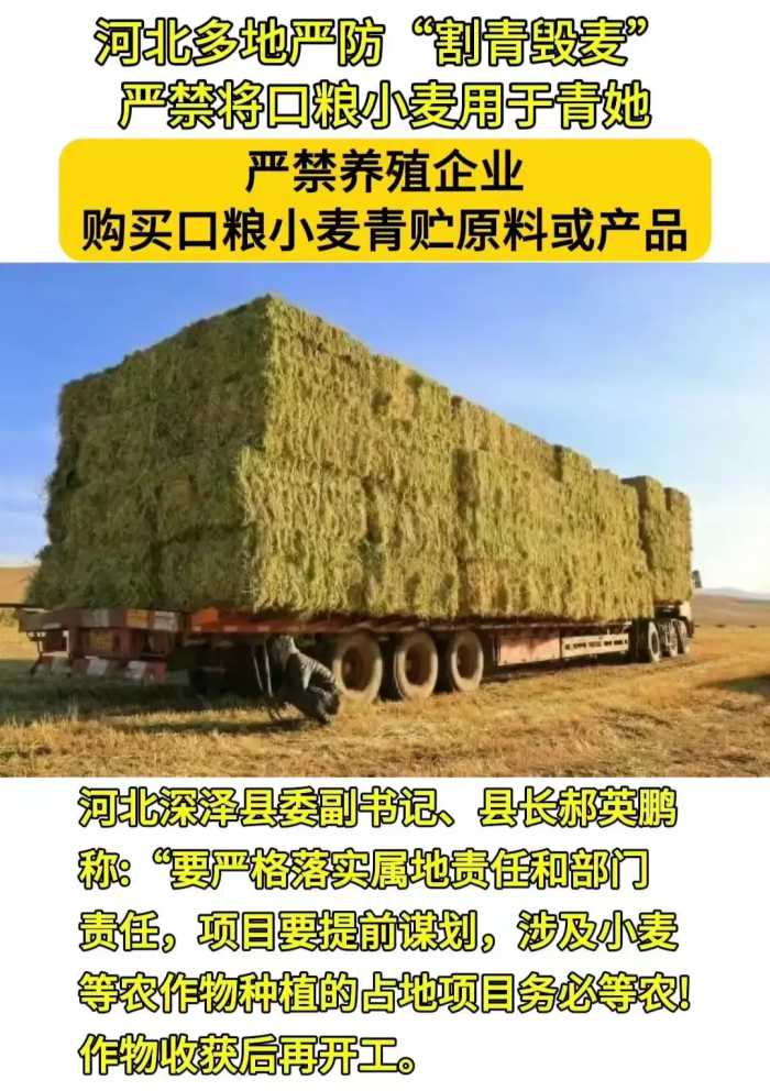 越闹越大！河北多地严防“割青毁粮”惹众怒！评论区被喷沦陷了！