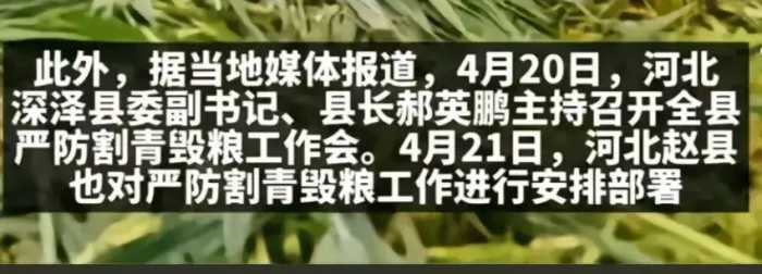 越闹越大！河北多地严防“割青毁粮”惹众怒！评论区被喷沦陷了！