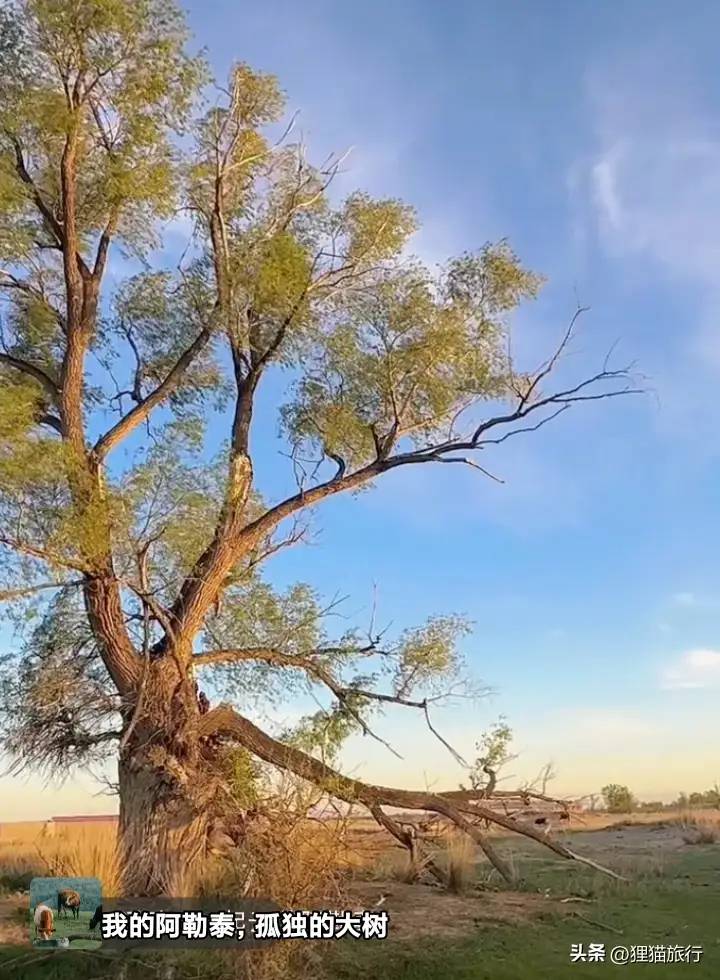 热播剧我的阿勒泰拍摄地在哈巴河县，小卖部和孤独的树都还在