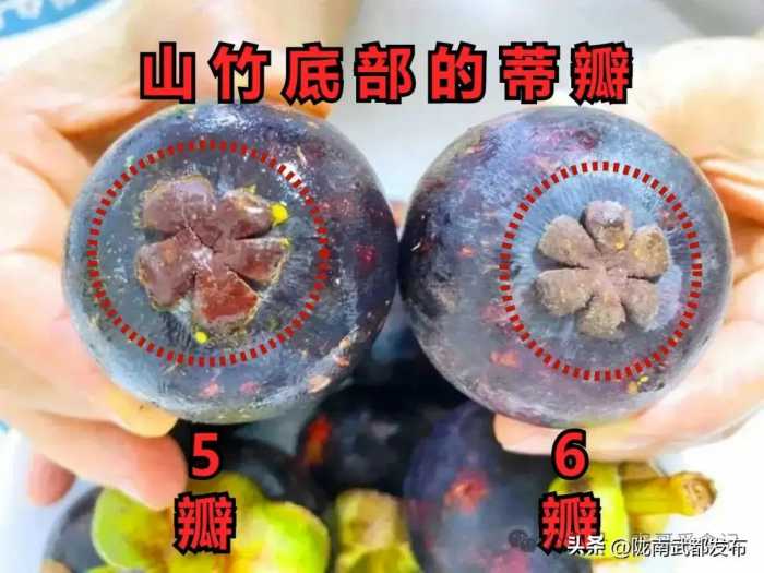 买山竹时，捏软捏硬都不对！老果农：牢记3点，好山竹一挑一个准