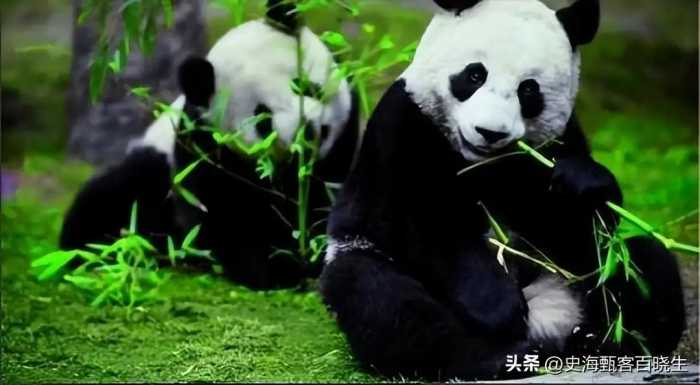 印度14年向中国租赁熊猫40次，被拒后，直接自己“生产”熊猫！