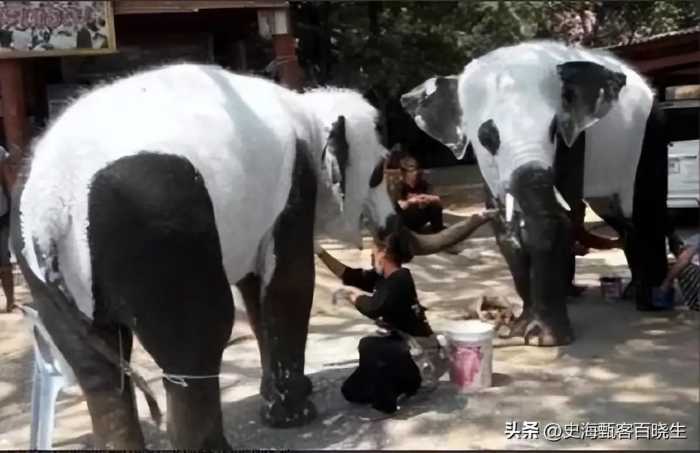 印度14年向中国租赁熊猫40次，被拒后，直接自己“生产”熊猫！