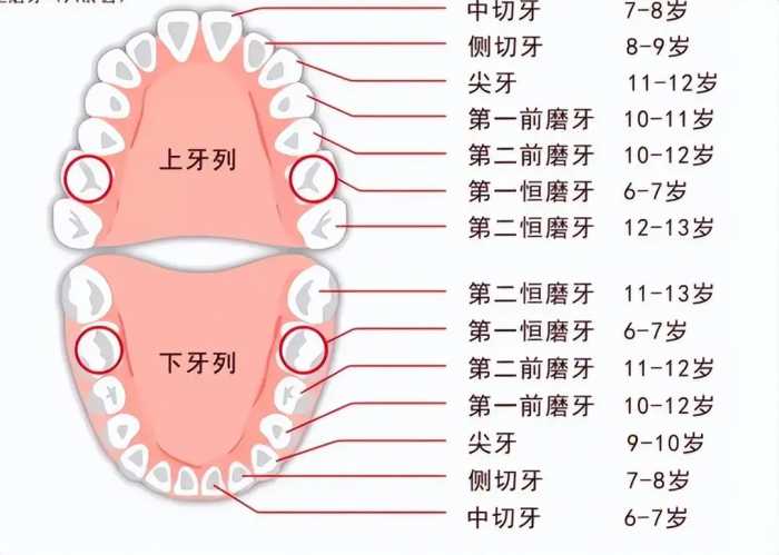 宝宝一般几岁开始换牙？不想宝宝牙齿长歪，换牙期间请做好5件事